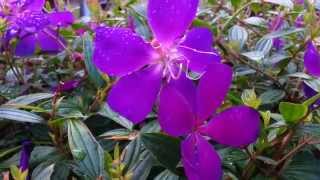 Tibouchina semidecandra  princess flower  lasiandra  glory bushes HD 12 [upl. by Deering573]