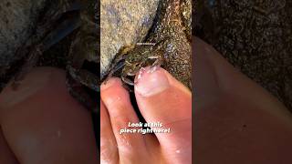 Crab ASMR eating nails [upl. by Jori]