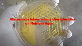 Micrococcus luteus colony characteristics on Nutrient Agar Demonstration [upl. by Afaw]