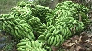 Banana value chain [upl. by Bridget10]