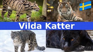 Vilda Katter  Namn amp Läten  För Barn  Svenska [upl. by Caitlin]