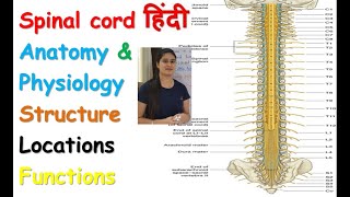 Spinal Cord Anatomy and Physiology in Hindi  Part  1  Structure  Locations  Functions [upl. by Swane797]