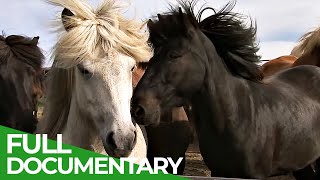 Iceland  Home of Europes Strongest Horses  Free Documentary Nature [upl. by Hoffert746]