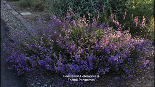 California Native Plant Garden Tour  May Penstemons [upl. by Kama265]