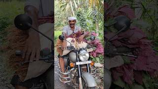 ஊடுபயிர் முறையில் வாழை கீரைBanana spinach in intercropping methodagriculture farmingkeerai [upl. by Agemo595]