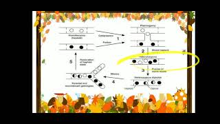 Parasexual cycle in fungi [upl. by Ibrik247]