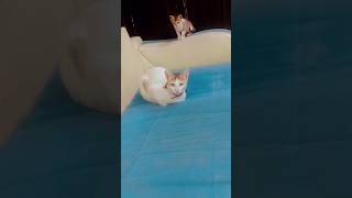 Fazal bakhsh🐾 viralvideo fazalbakhsh catlover trendingshorts shortvideo funnycat shortsfeed [upl. by Ahsiral109]