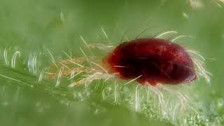 Where Do Spider Mites Come From Why Are They Found On Plants [upl. by Yhtir]