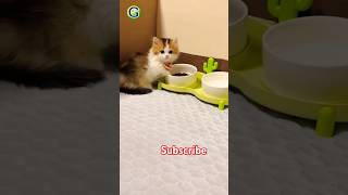 Cute and Funny Videos shorts funny youtubeshorts cat cats [upl. by Thanos]