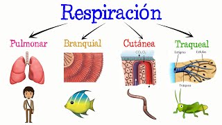 💨 ¿Qué es la respiración Tipos de respiración Fácil y Rápido  BIOLOGÍA [upl. by Gnauq389]