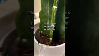 Propagation plants beautiful soillove soilpot soilgrown garden soiltypes farming edit [upl. by Nadbus]