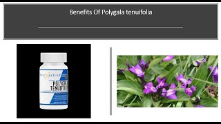 Polygala  Nootropic Brain Boosting BDNF NGF Benefits [upl. by Durward558]