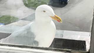 Cheeky Seagull at the window [upl. by Falzetta47]