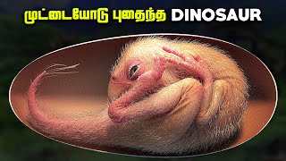 முட்டையோடு கண்டுபிடிக்கப்பட்ட Dinosaur  Baby Yingliang [upl. by Boynton677]