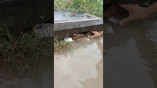 Remove Trash Clogged Drain remove cloggeddrain culvert trash shorts satisfying [upl. by Aekim]