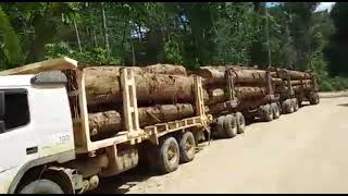 Amazzonia video denuncia della deforestazione in Brasile [upl. by Ellebanna]