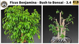 Ficus Benjamina  Bush to Bonsai  34 [upl. by Nelak]