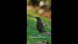 ノゴマ Siberian rubythroat [upl. by Huan]