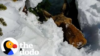 Giant Moose Trapped In A Snow Cave Is Running Out Of Time  The Dodo [upl. by Nerland]