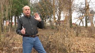 In the Garden  Pruning Beauty Berry Bushes [upl. by Beckett]