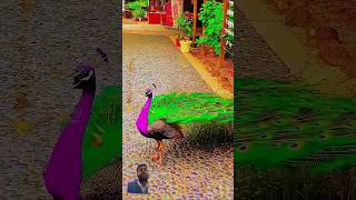 Peacock dance 🩰 video like subscribe video birds nature [upl. by Neral]