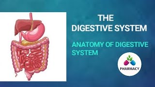 Anatomy and physiology of digestive system in hindi [upl. by Nnael]