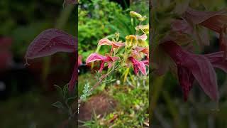 Salvia Lanceolata [upl. by Pearse]