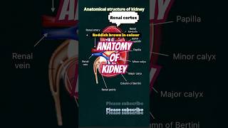 Anatomy of kidney neet icse education [upl. by Araccat]