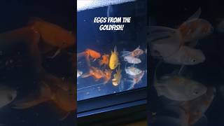 Goldfish eggs aquarium goldfish [upl. by Vial919]