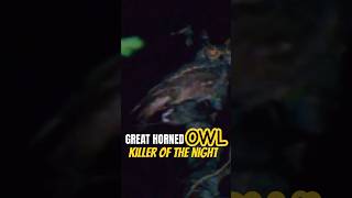 RARE Great Horned OWL Catches AMERICAN COOT at Night NestLife  Canada Wild 🇨🇦 [upl. by Idroj]