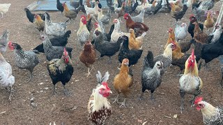 تربية الدجاج دجاج خليط السلالات و الفيومي الذهبي و الفضي بصحة جيدة ماشاءاللهchicken farming re [upl. by Rushing744]