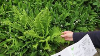 Fern Identification httpblogshewroteorg20171230studyferns [upl. by Dracir]