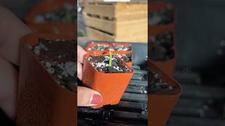 Planting Alocasia Corms houseplants plantcare alocasia plantcare indoorplants plantlover [upl. by Eitnom]