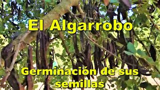 El Algarrobo y la germinación de sus semillas [upl. by Coraline]