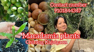 Macadamia plants  Macadamia bipang gaibai  📞 9101844347 [upl. by Adlesirhc]