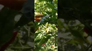 big big birds eye chilli plant [upl. by Annotahs746]