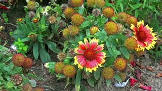 Blanket Flower Gaillardia [upl. by Aksoyn921]