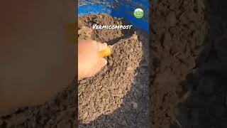 Preparing Vermicompost  short vermicomposting azmiagriculture [upl. by Donall]