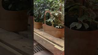 Expositores Blossom y Podium de madera para garden  flower plants [upl. by Frederic]