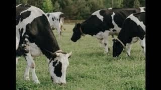 pictures mooing cows video effects picture ambient realistic animal sounds cow videos sound effect [upl. by Ateval182]