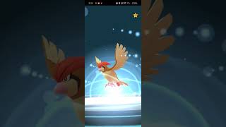 Pidgeotto evolves to pidgeot pokemongame pokemon evolution [upl. by Atikan]