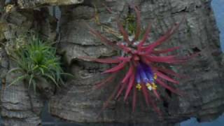 Bloom of Tillandsia Timelapse [upl. by Chrissy]