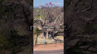 Baobab trees can live 2000 years🌳 education facts entertainment shorts [upl. by Asiulana]