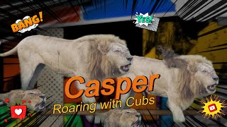 Amazing video of Casper the White Lion of Kruger Roaring with CUBS [upl. by Igor]