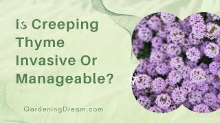 Is Creeping Thyme Invasive Or Manageable [upl. by Dnomhcir111]