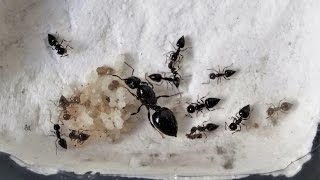 Crematogaster Scelerata dArgentine  Déménagement vers ma nouvelle fourmilière 7 [upl. by Ahseid]