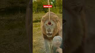 Very denser so amazing animal kingdom animals lion motivation wildlife  animals nature giant [upl. by Takara107]