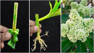 How to grow alstonia scholaris from alstonia scholaris cutting With Using Dragon cutting [upl. by Rorie]