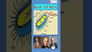 Bacteria structure in 60 seconds बैक्टीरिया की संरचना bscbotany botany bacteria neet [upl. by Noyrb]