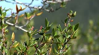 Mountain Mahogany in Logan Canyon [upl. by Kinnon]